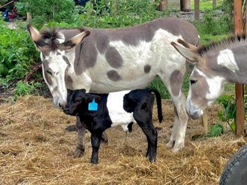 Guard Donkeys Utilized for Coyote Control in Florida