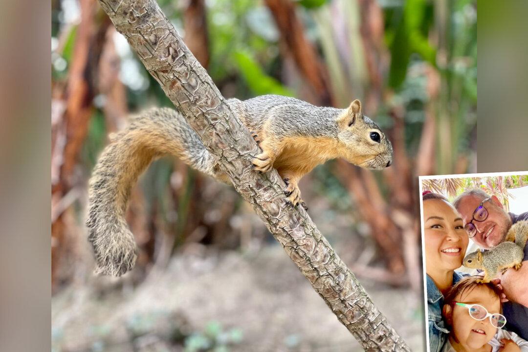 Wild Baby Squirrel Showed Up on Family’s Doorstep and Hasn’t Left Them Since