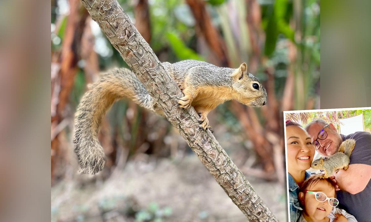Wild Baby Squirrel Showed Up on Family’s Doorstep and Hasn’t Left Them Since