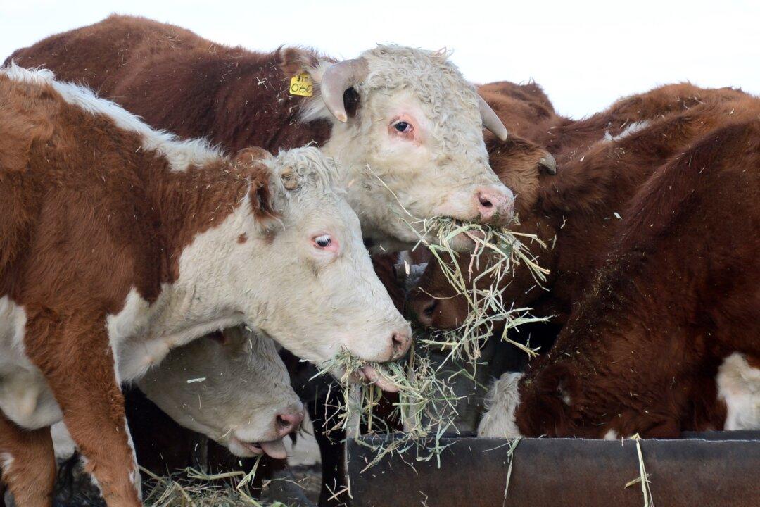 Farmers Sound Warning Amid Sharp Rise in Animal Feed Prices