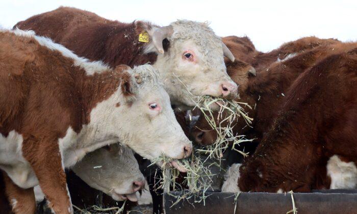 Farmers Sound Warning Amid Sharp Rise in Animal Feed Prices