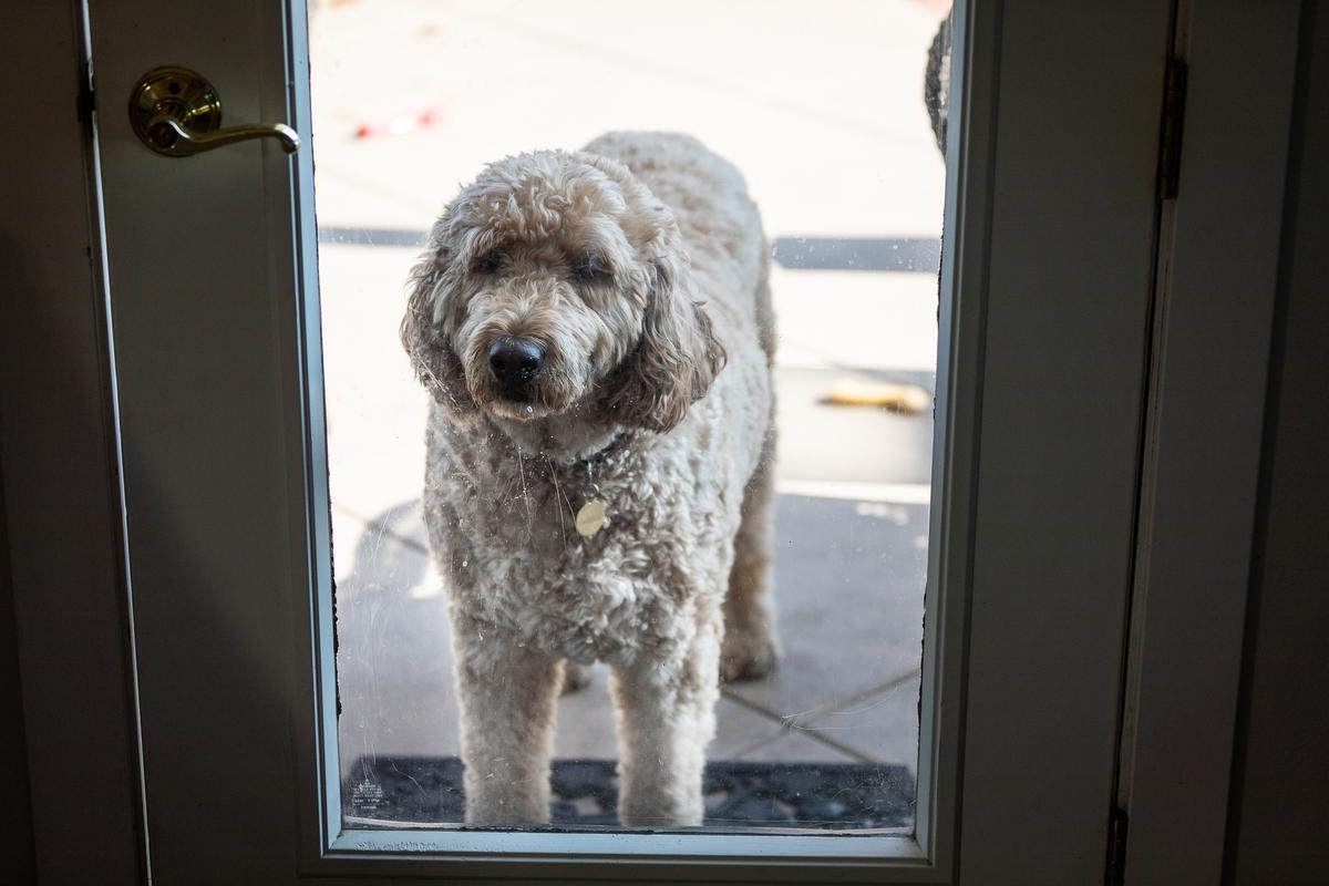 Laguna Beach to Cite Pet Owners Whose Dogs Bark for Over 30 Minutes