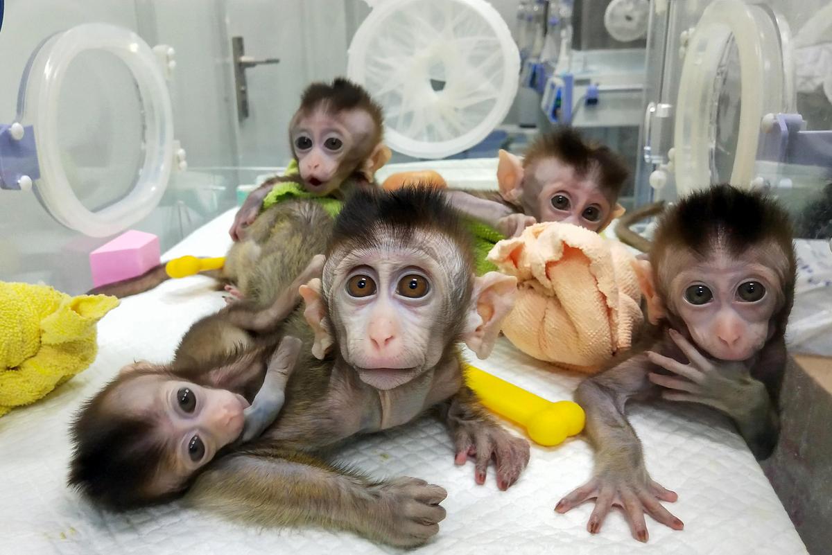 IN-DEPTH: Access to Pet Cloning Growing Worldwide Despite High Costs, Skepticism