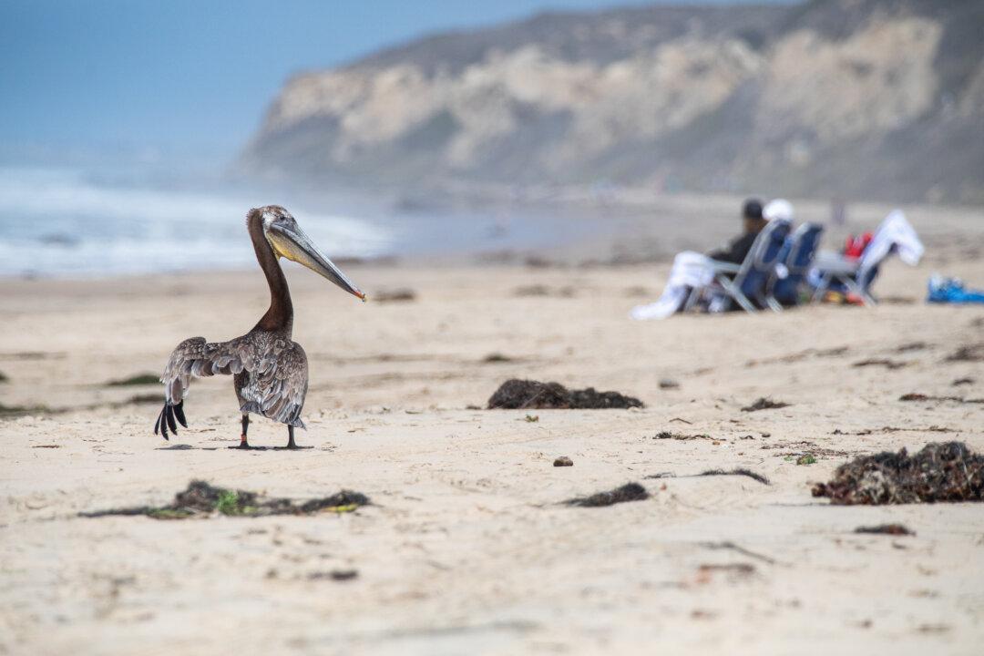 ‘Red Tide’ Algae Bloom Off Coast of Newport Beach Harmful to Birds: Expert