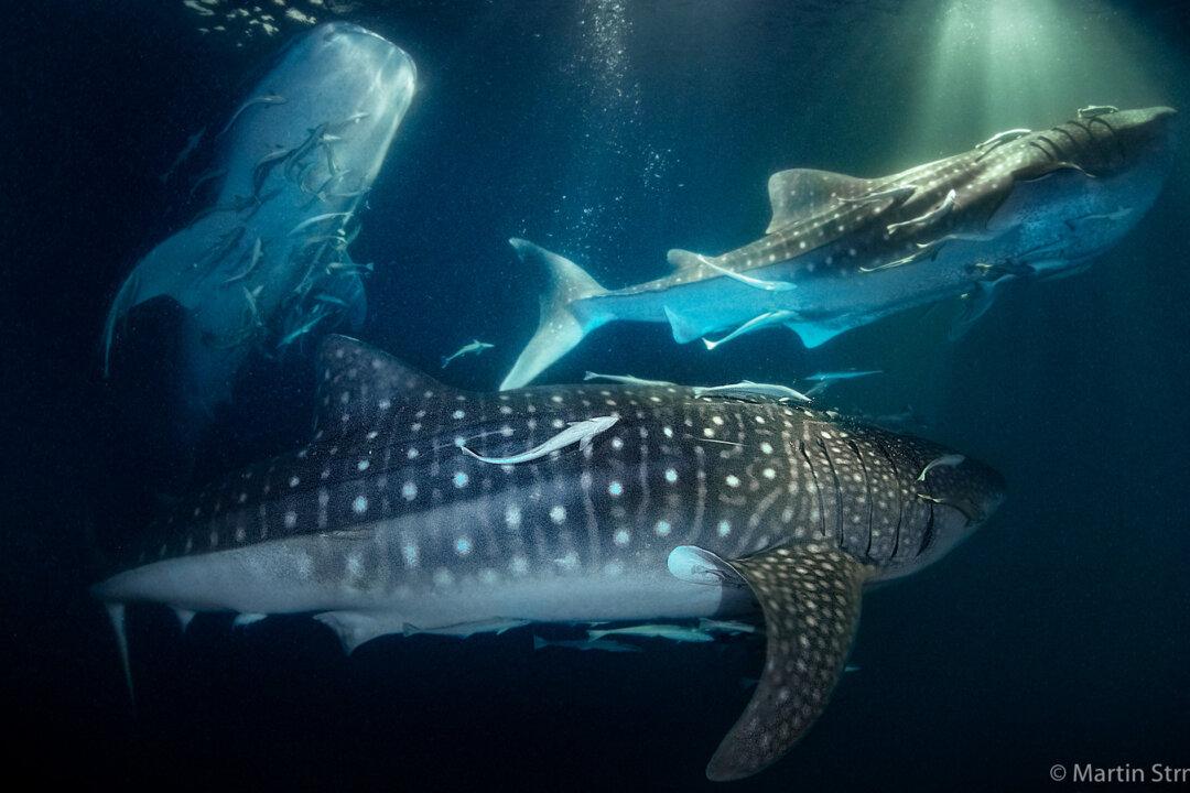 VIDEOS: Diver Captures ‘Insane’ Moment 20 Whale Sharks in Feeding Frenzy Gulp Plankton Beside Boat