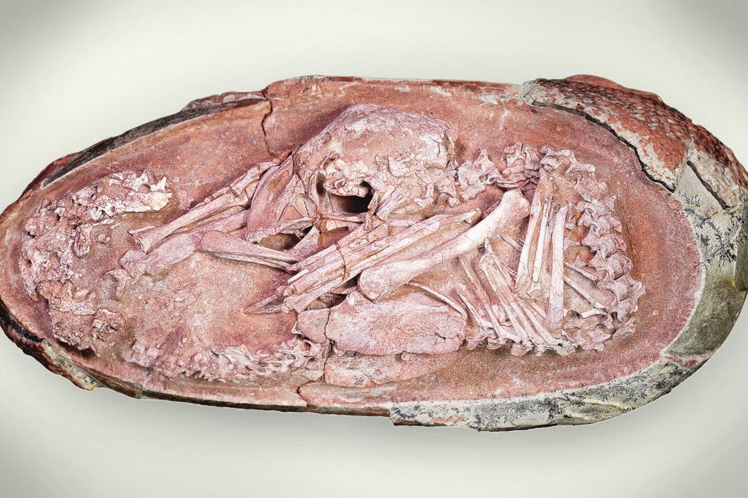 Researchers Find Fossilized Egg Containing Remains of World’s Most Complete Baby Dinosaur Embryo