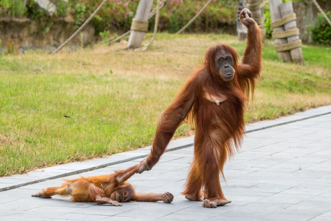 Photos: Lazy Orangutan Refuses to Wake Up Despite Mom’s Best Efforts