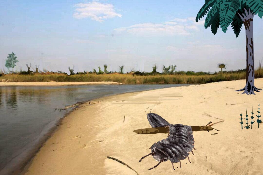 Giant Millipedes as Big as Cars Roamed Northern England, Fluke Fossil Find Shows