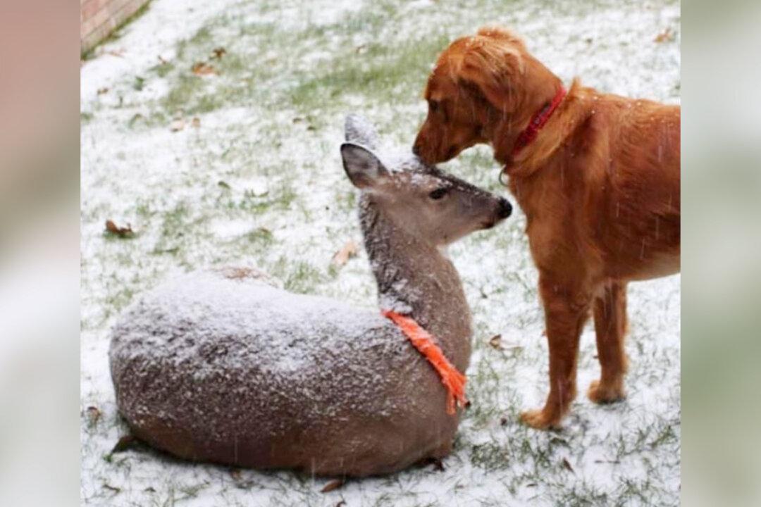 ‘A Special Relationship’: Golden Retriever and Deer Have Been Best Friends for 11 Years