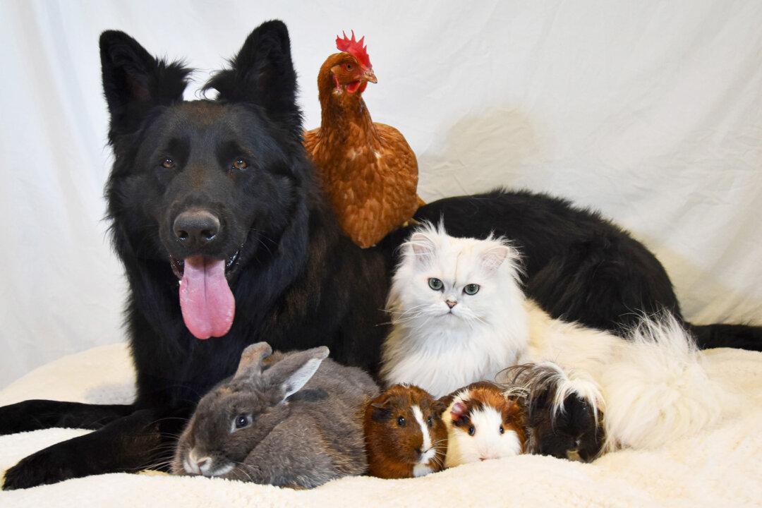 Photos: This Cute German Shepherd Is Best Friends With Dozens of Different Animals