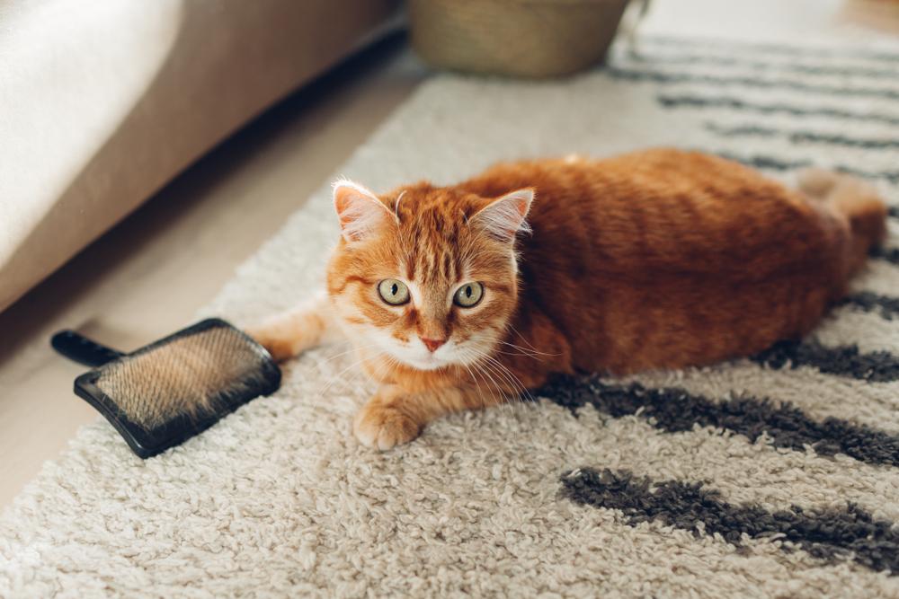 Even Indoor Cats Need Rabies Vaccination