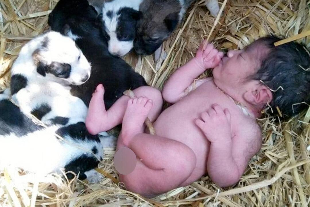 Dog Protects Abandoned Newborn Baby Like One of Her Own Puppies in Cold Night