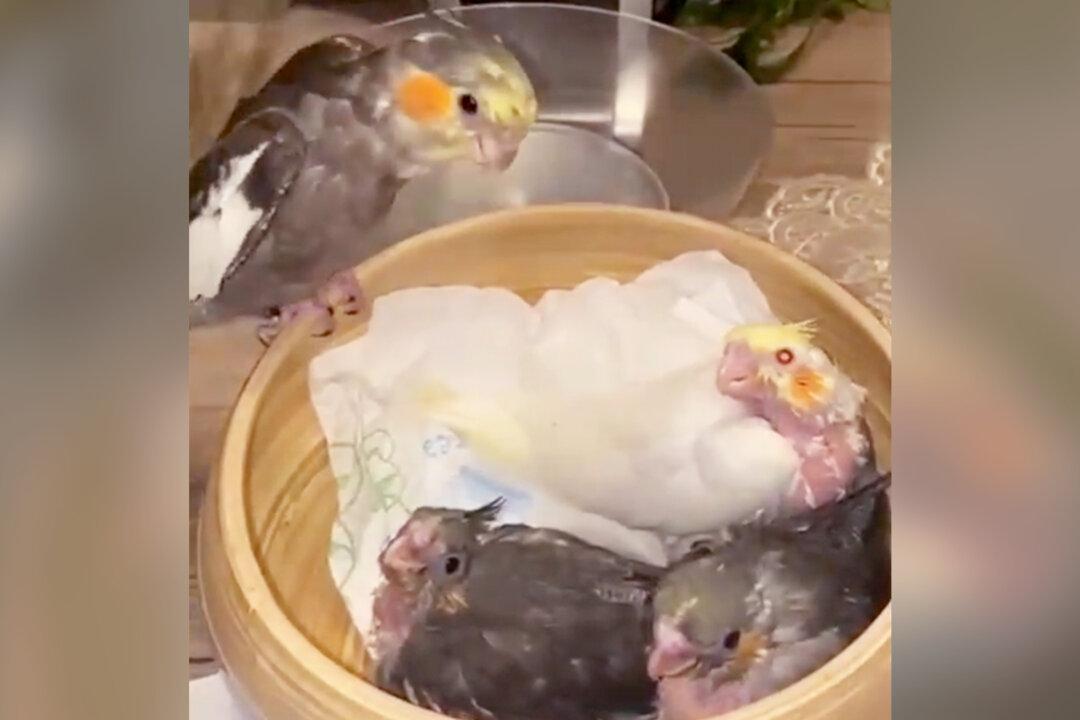 Sweet Cockatiel Plays a Game of Peekaboo With a Nest of His Baby Bird Brothers