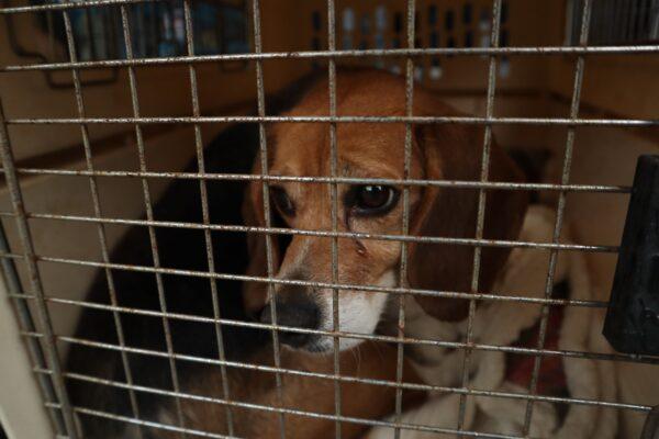 A beagle rescued from a lab in 2021 by the Beagle Freedom Project after years of experimentation. (Courtesy of the Beagle Freedom Project)