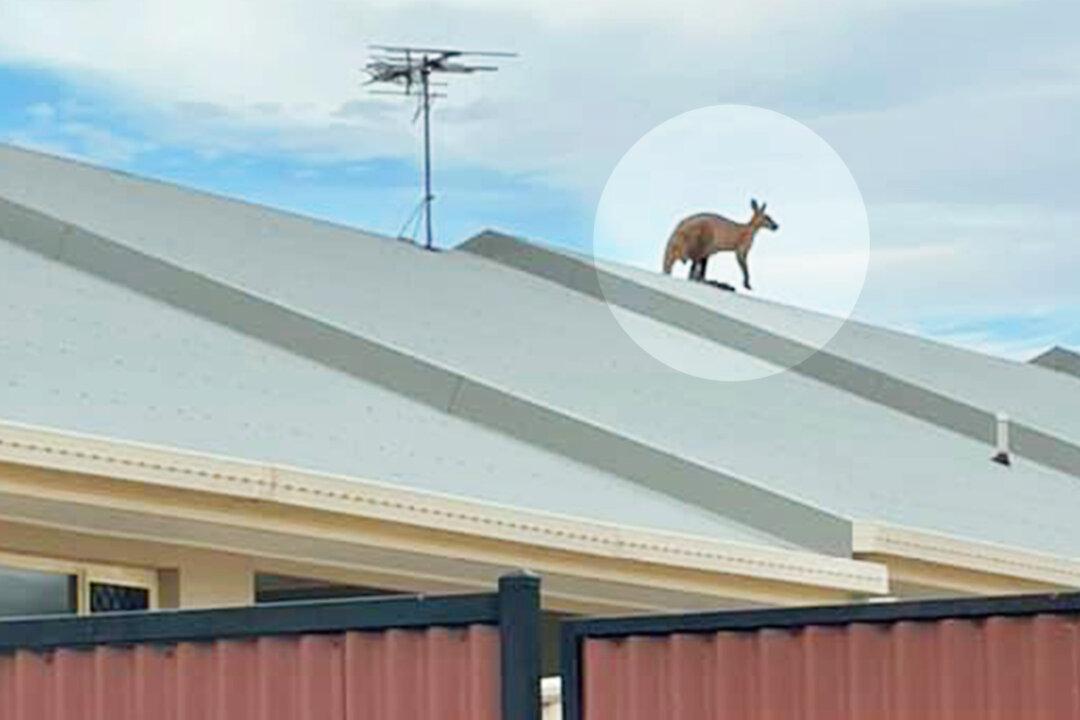 Kangaroo Rescued After Mysteriously Getting Stranded on a Sloped Roof in Australia