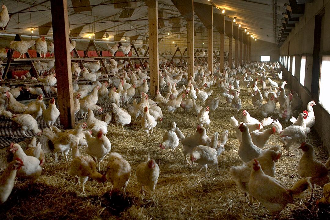 2 Million Chickens and Turkeys Have Died in New US Bird Flu Epidemic