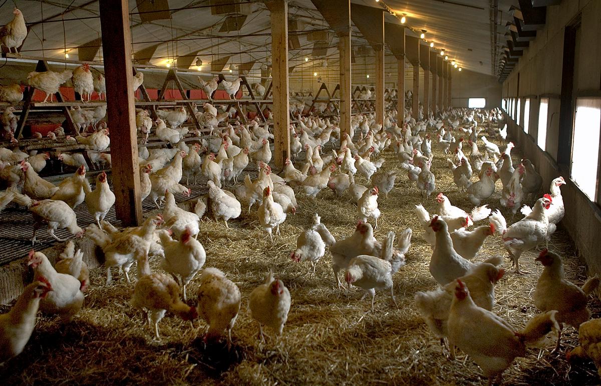 2 Million Chickens and Turkeys Have Died in New US Bird Flu Epidemic