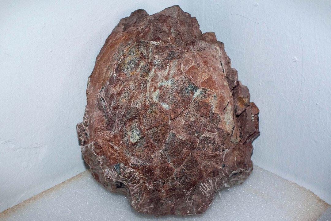 Paleontologists Extract 30 Preserved Titanosaur Eggs From 2-Ton Fossilized Dinosaur Nest in Northern Spain