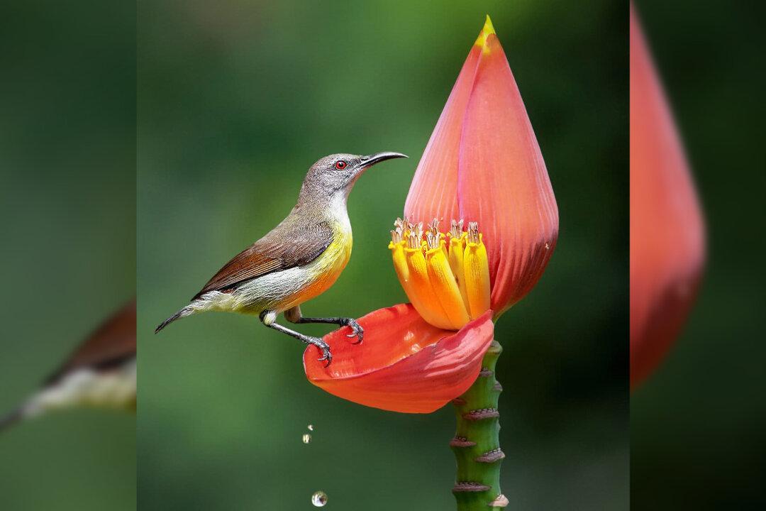 Photographer Snaps Stunning Photos of Male Purple-Rumped Sunbird Hunting Nectar From Banana Flower Petals