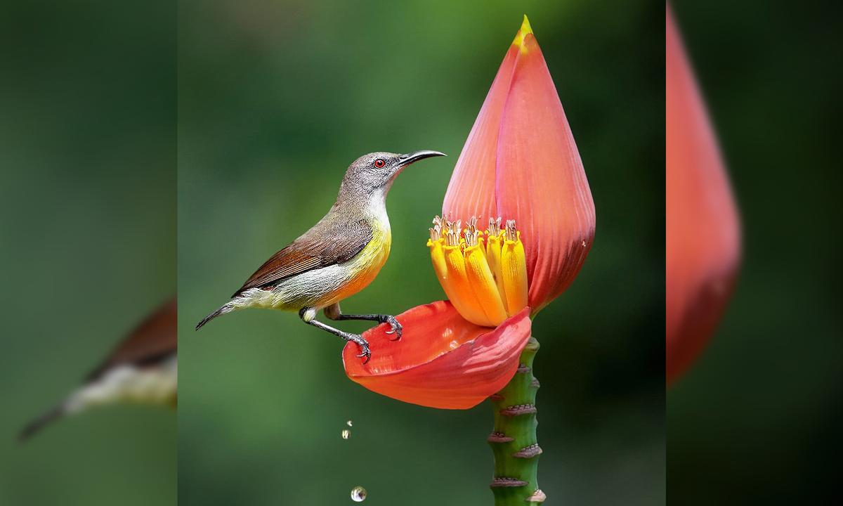 Photographer Snaps Stunning Photos of Male Purple-Rumped Sunbird Hunting Nectar From Banana Flower Petals