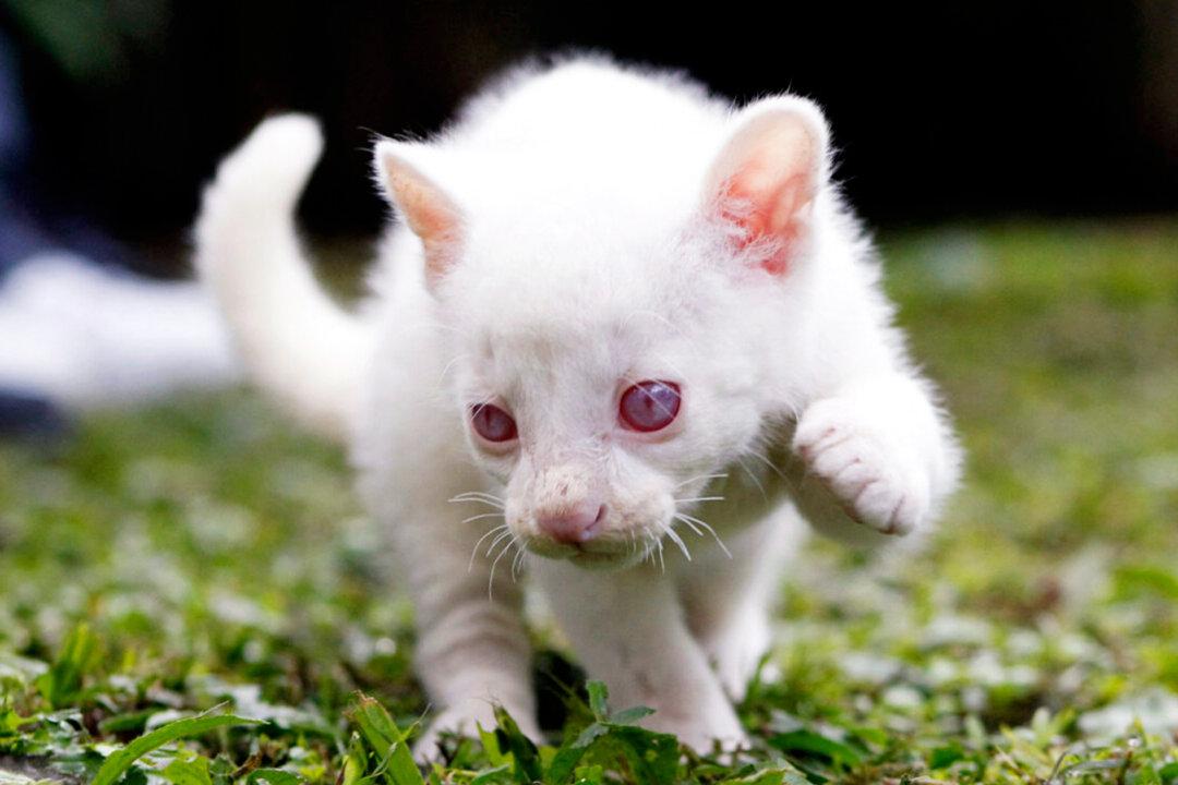 Rare, Rescued Albino Jaguarundi Cub Starts Her New Life at Colombian Conservation Park