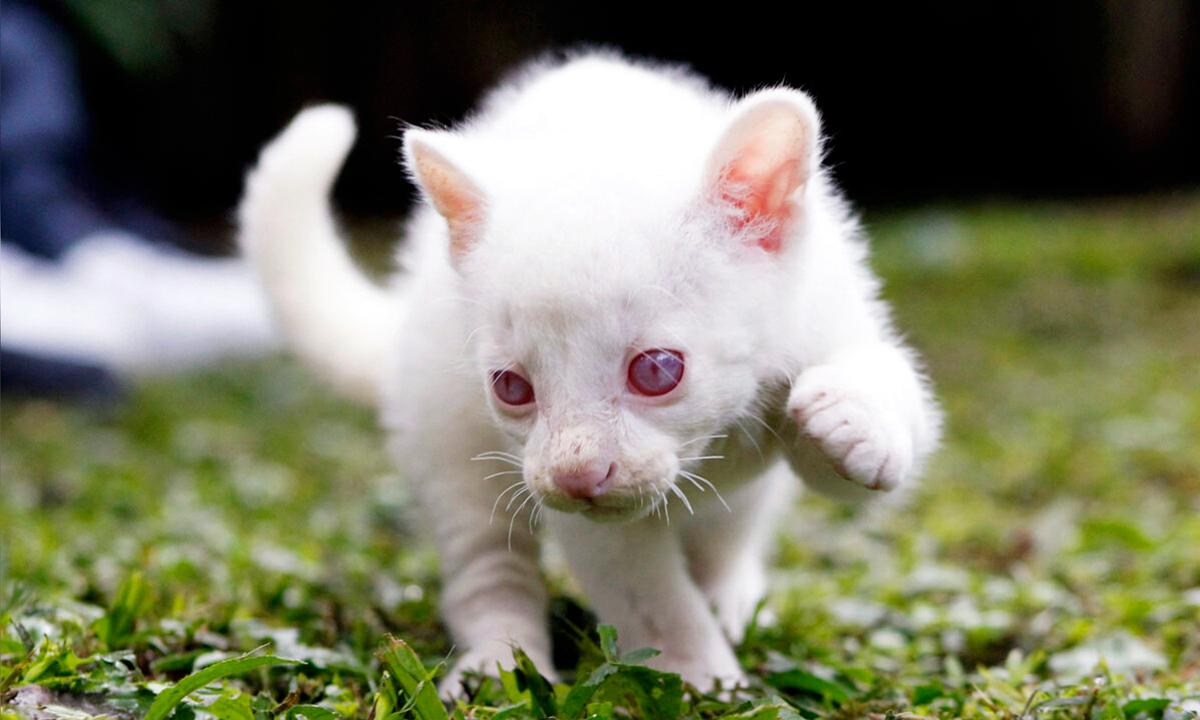 Rare, Rescued Albino Jaguarundi Cub Starts Her New Life at Colombian Conservation Park