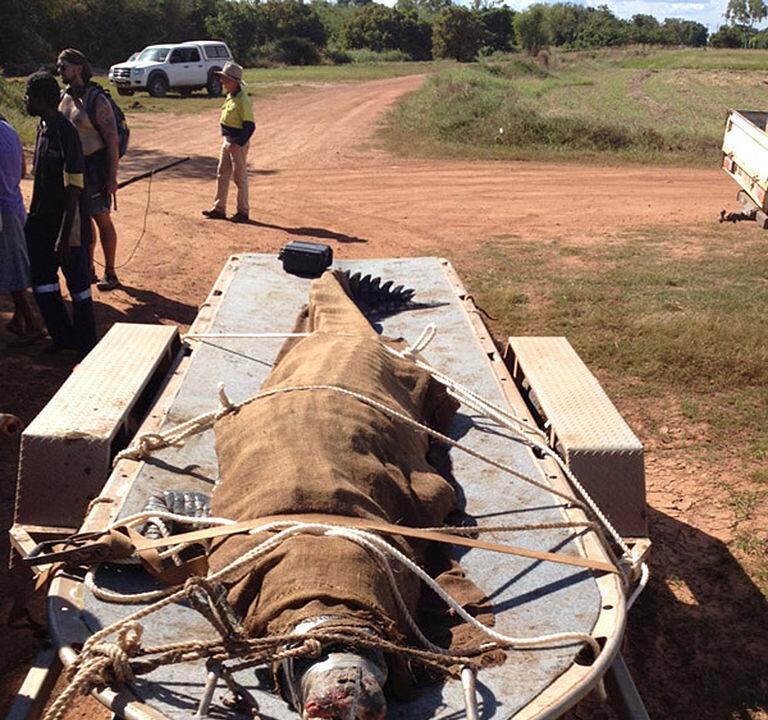 Massive Saltwater Crocodile Caught 8km From Darwin CBD