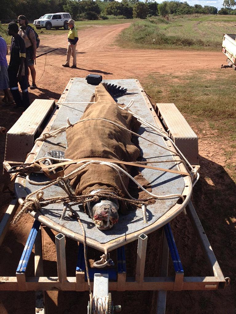Massive Saltwater Crocodile Caught 8km From Darwin CBD
