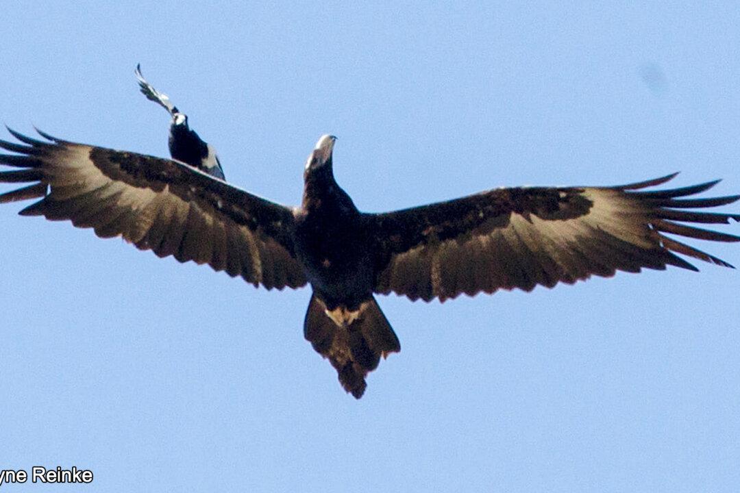 Photographer, 65, Captures Spectacular Scene of Magpie ‘Surfing’ on Wedge-Tailed Eagle