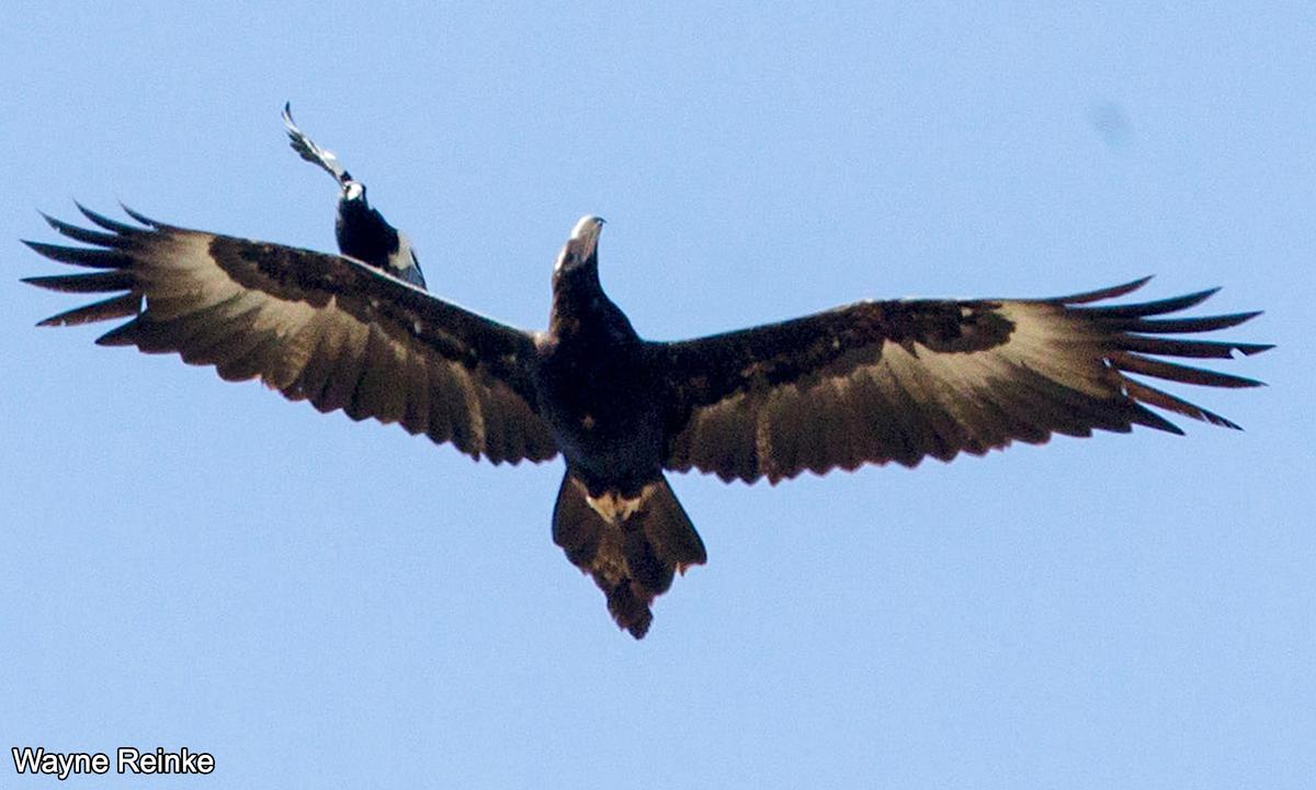 Photographer, 65, Captures Spectacular Scene of Magpie ‘Surfing’ on Wedge-Tailed Eagle