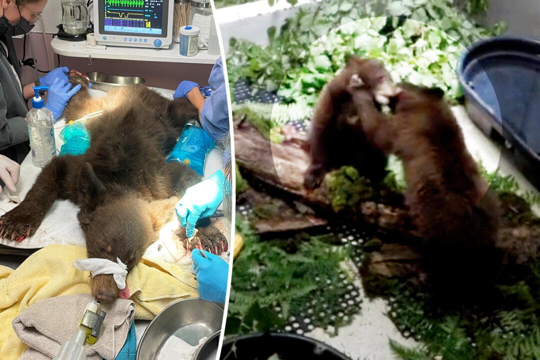 Video Captures Moment Bear Cub Siblings Reunite After Surviving Wildfire—And Now They Can’t Stop Hugging Each Other