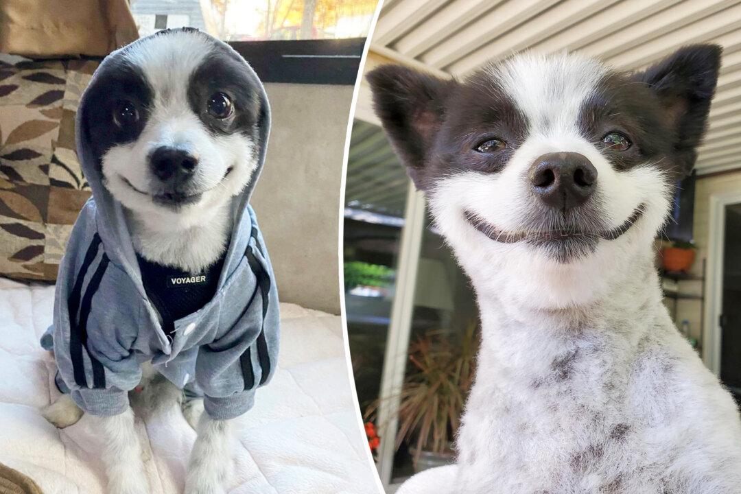 Adorable Dog With Permanent Smile Becomes Star on Instagram—Family Says: ‘Everything to Him Is a Celebration’