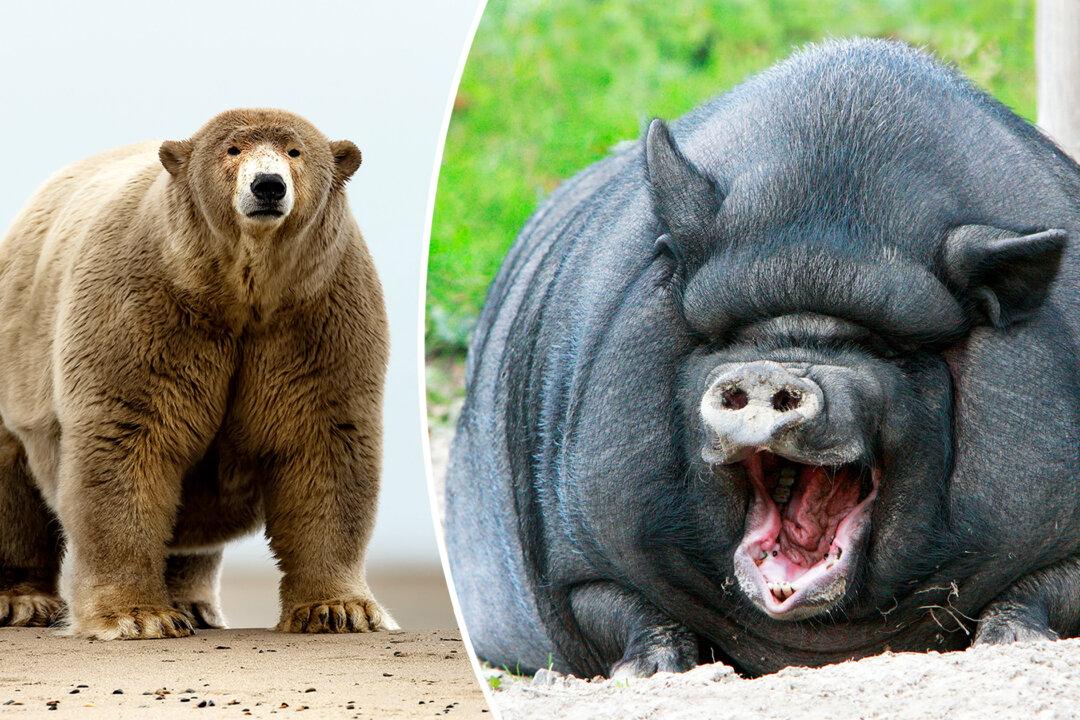 10 Chunky Animals That Are Ready to Kickstart Their ‘Diet’ This Year