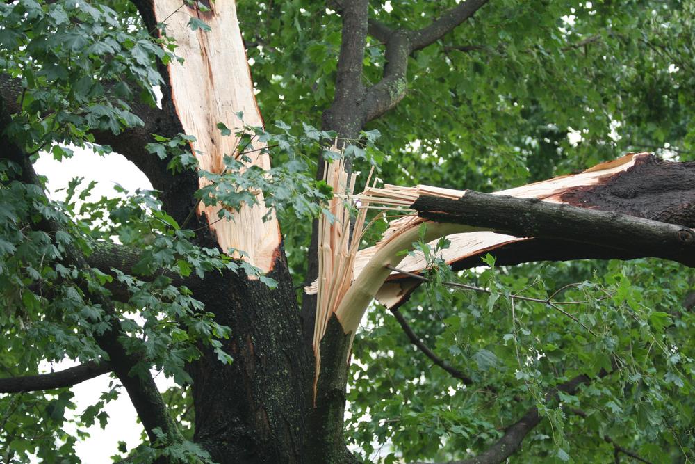 How to Clean Up Storm-Damaged Trees