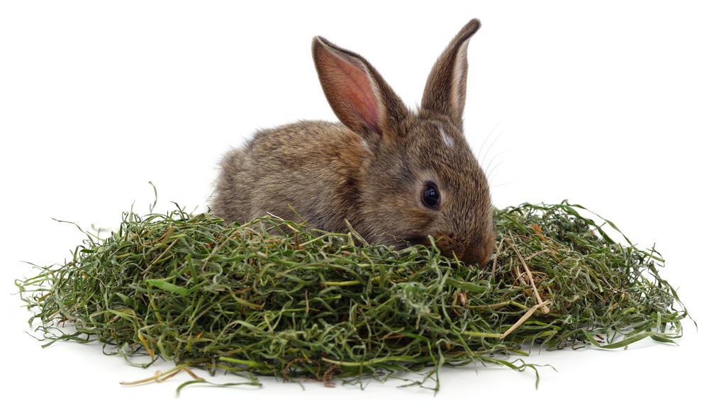 Grass Hay Should Be Freely Available to Pet Rabbit