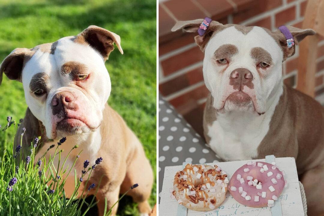 Meet the World’s Saddest Looking Dog to Whom Nothing Seems to Entertain