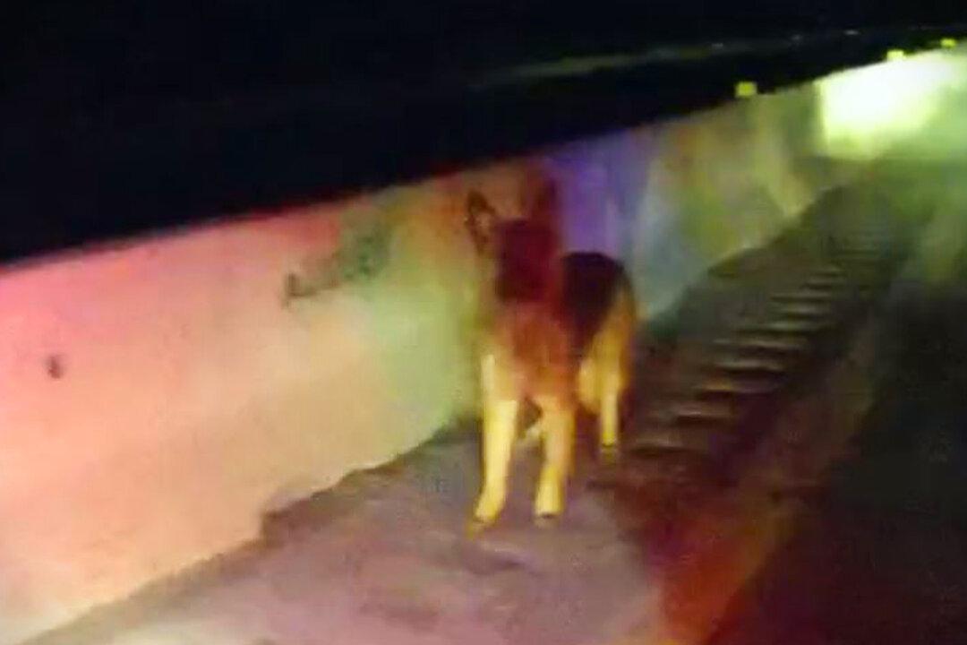 ‘A Real-Life Lassie Story’: Loose Shepherd Dog Leads Police to Truck That Rolled Off Interstate to Save Injured Owner