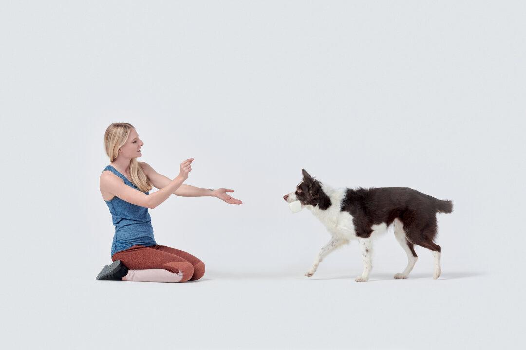 The Well-Behaved Pet: Sit, Stay, Good Pup!