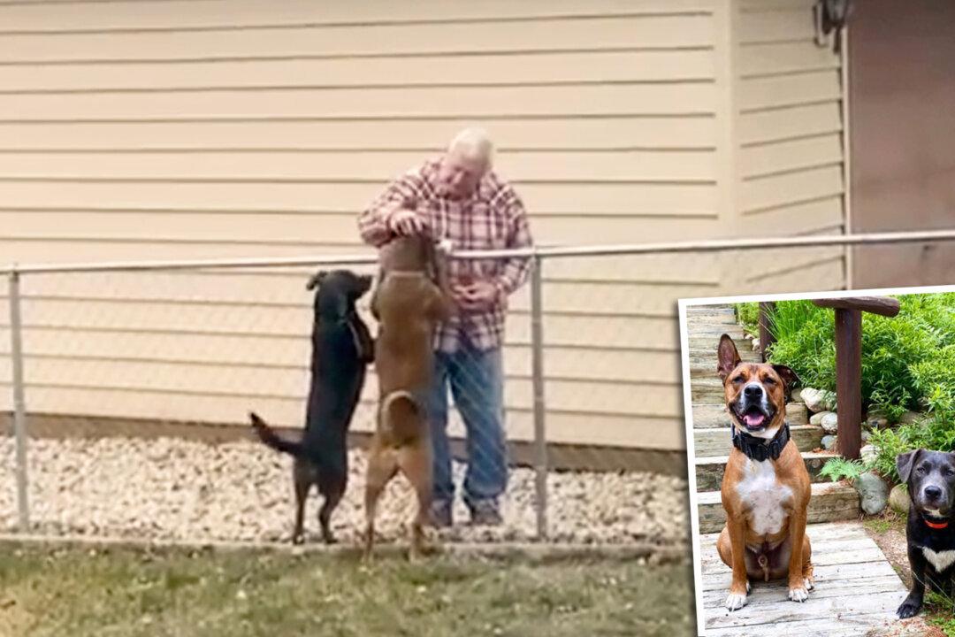 Police Officer’s Dogs Wait Patiently by Fence Every Day to Greet Their Elderly Neighbor