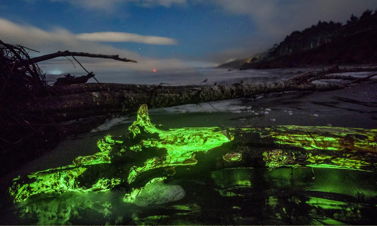 Incredible Photos Show Bioluminescent Fungus Illuminating Driftwood During Lunar Eclipse