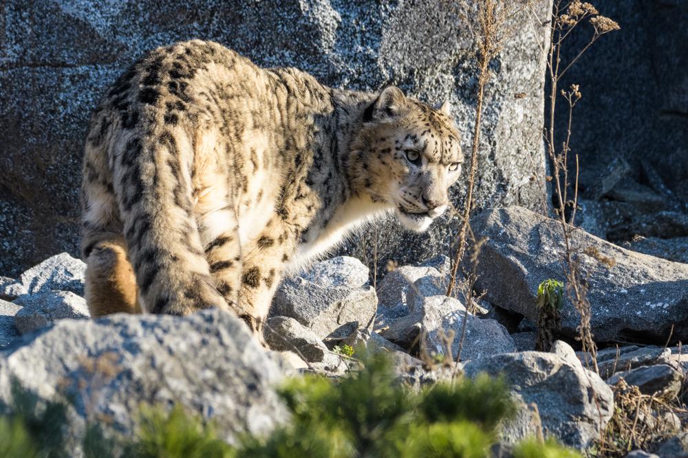 Book Review: ‘The Art of Patience: Seeking the Snow Leopard in Tibet’