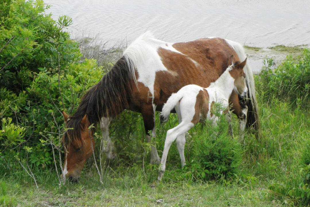 Ponies, Oysters, and Birds on Chincoteague Island