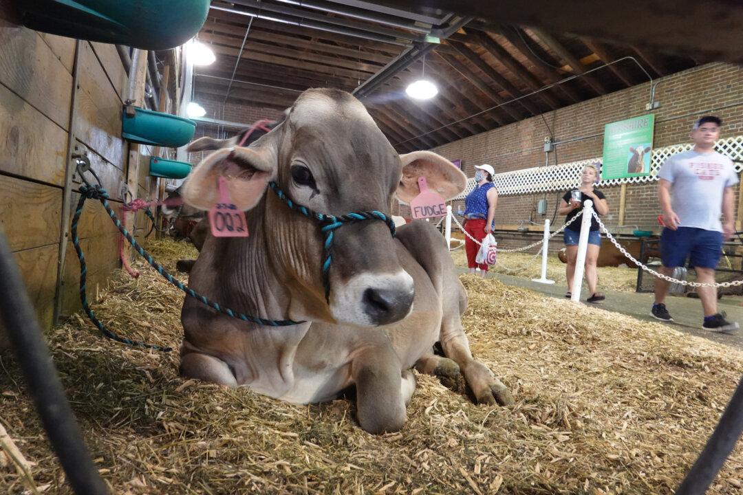 Rising Input Costs Hit Small Farmers, Signal More Food Price Inflation Ahead