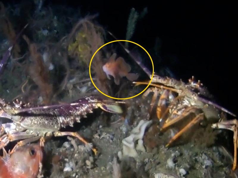 A pink handfish amidst rock lobster competing for bait. (Courtesy of Institute for Marine and Antarctic Studies/Parks Australia via <a href="https://www.utas.edu.au/">University of Tasmania</a>)