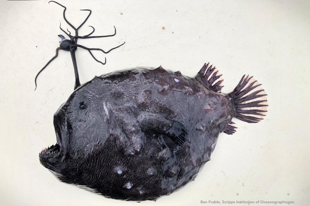 Lifeguard Finds Alien-Like Football-Sized Fish With Razor-Sharp Teeth and Strange Head Stalk Washed Up on Beach