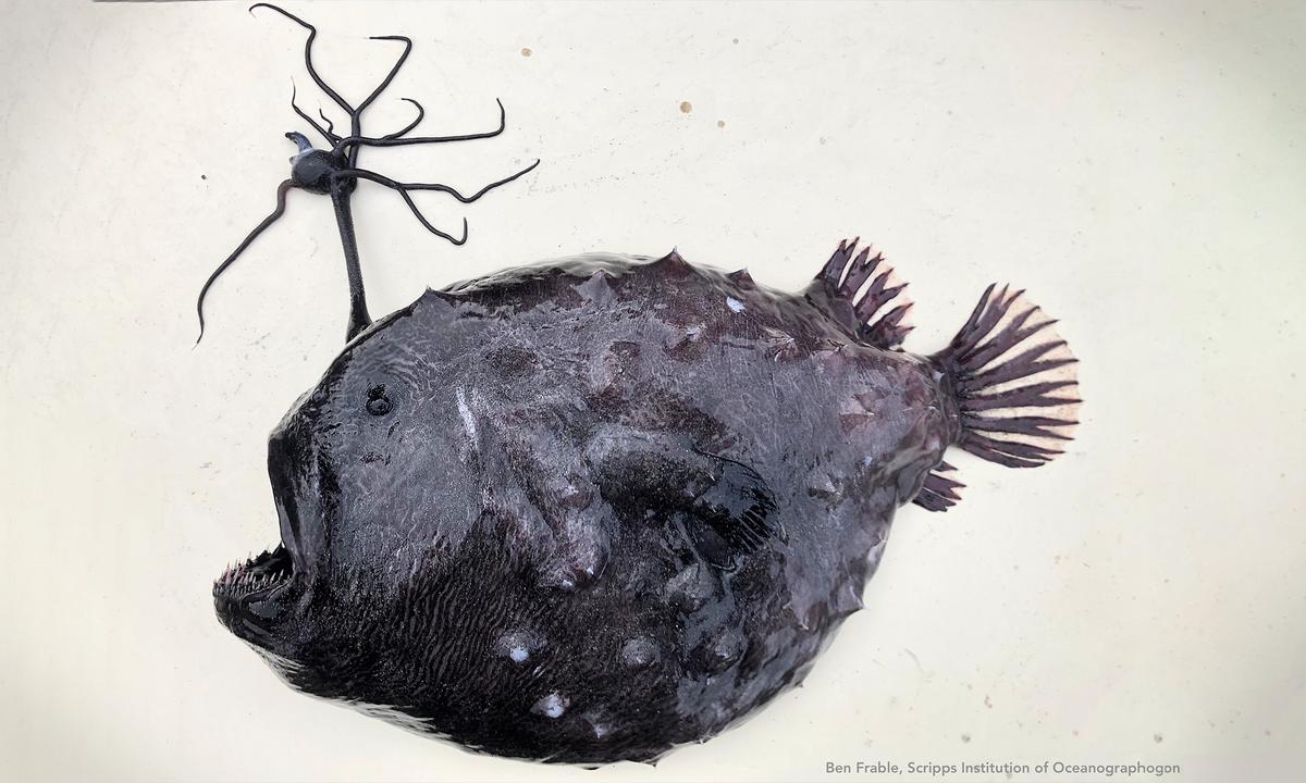 Lifeguard Finds Alien-Like Football-Sized Fish With Razor-Sharp Teeth and Strange Head Stalk Washed Up on Beach