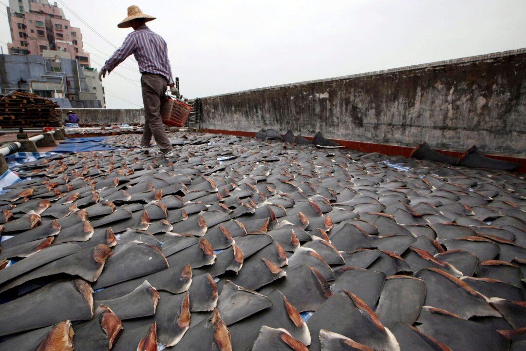 BC Company Fined $75,000 for Importing Fins of Protected Sharks