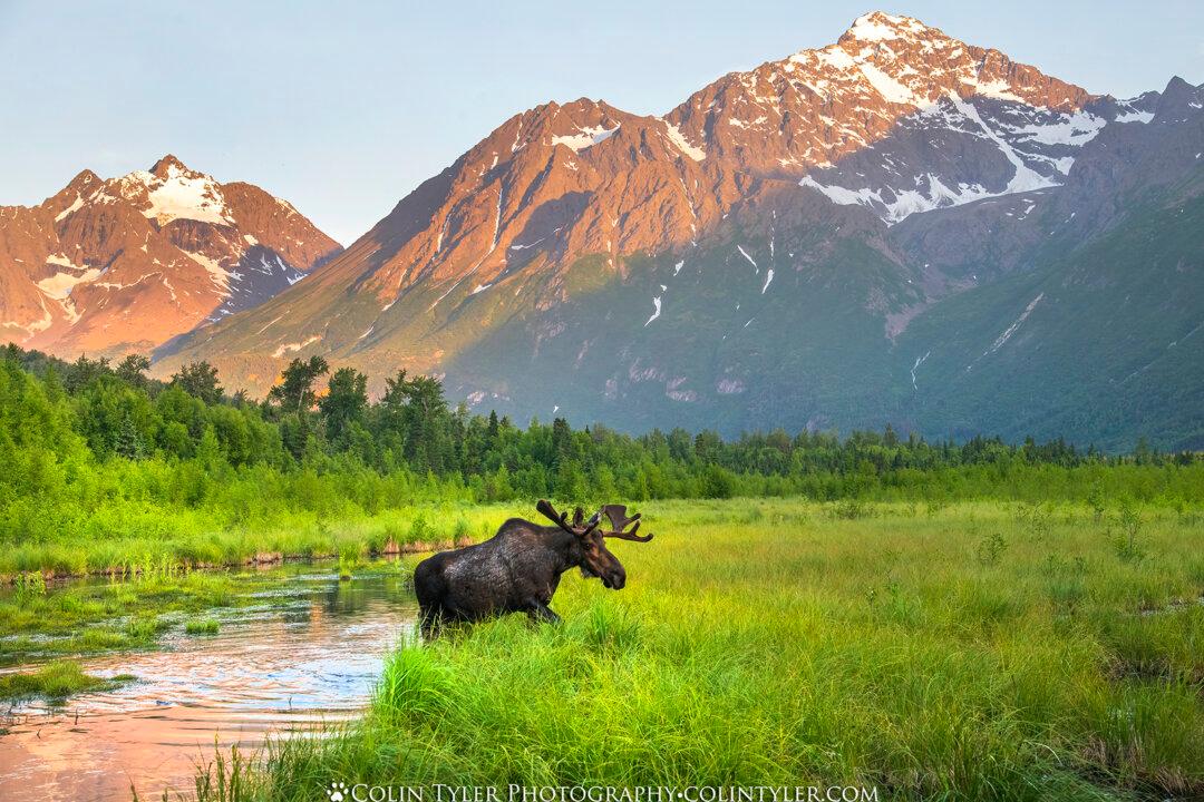 From Ashes to Beauty: How a Tragic Fire Helped Transform One Man’s Relationship With Nature