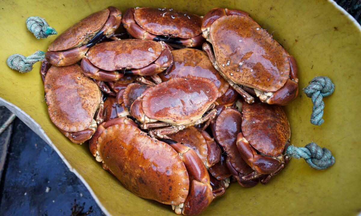 Brown crabs in the day's catch on the Harvester II fishing trawler working four miles off The Manacles rocks in Falmouth, Cornwall, England, on March 17, 2021. (Hugh Hastings/Getty Images)