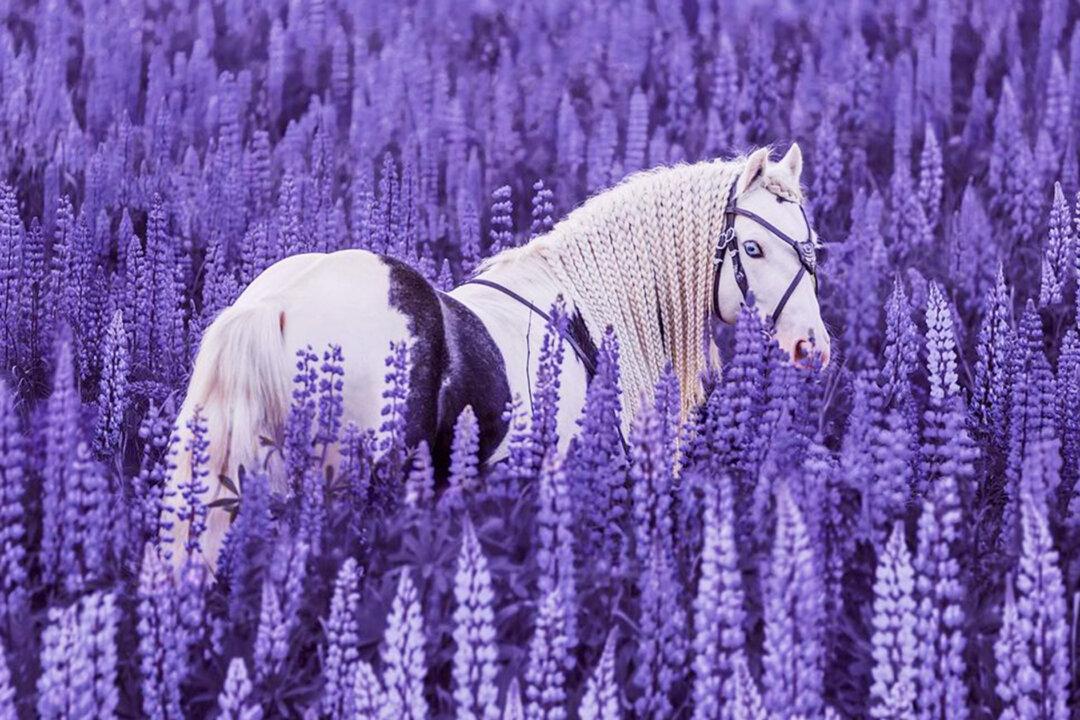 Fairytale-Like Footage of This ‘Blue-Eyed, Handsome’ Horse Will Take Your Breath Away
